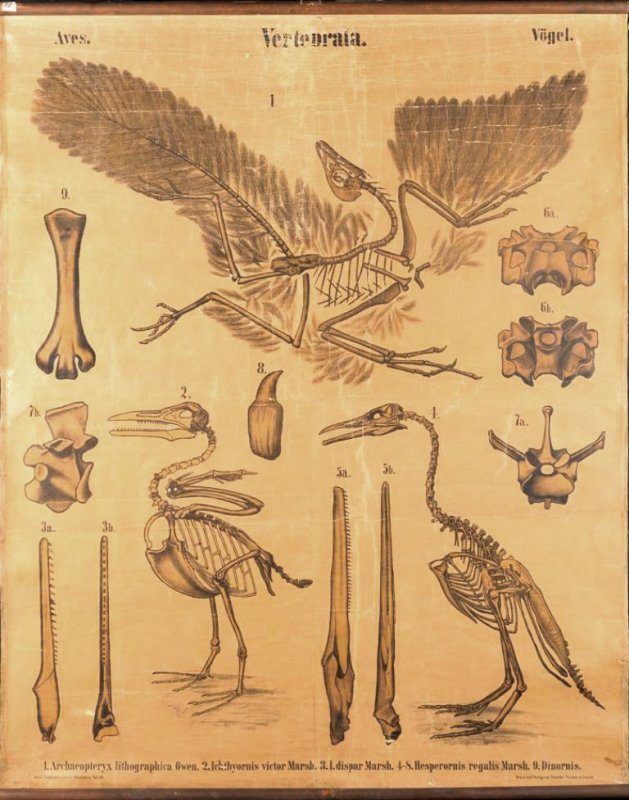 Paläontologische Wandtafel: Vögel