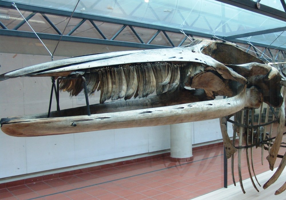Skelett eines Zwergwals