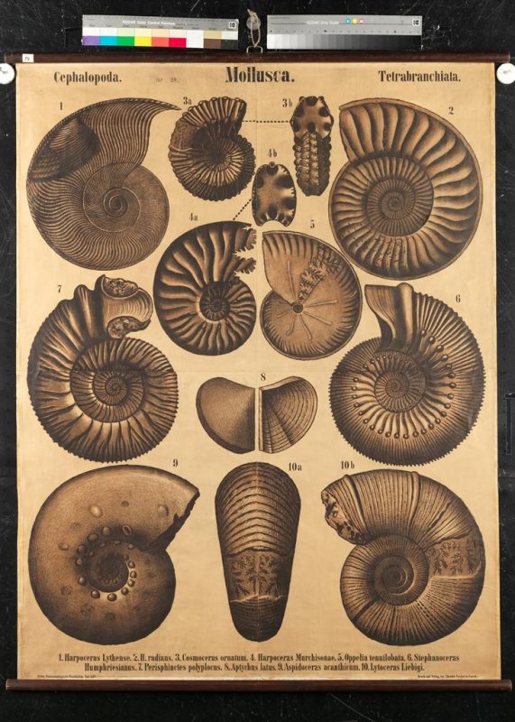 "Mollusca – Cephalopoda – Tetrabranchiata"