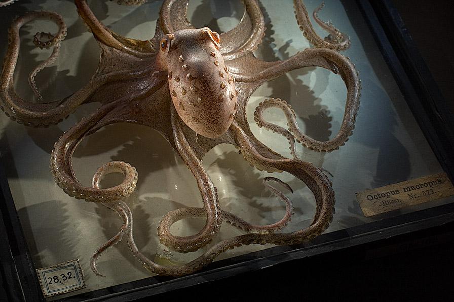 Glasmodell eines Oktopus