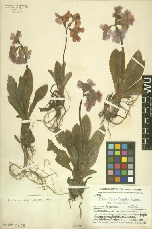 Chinesisches Herbarium von Handel-Mazzetti