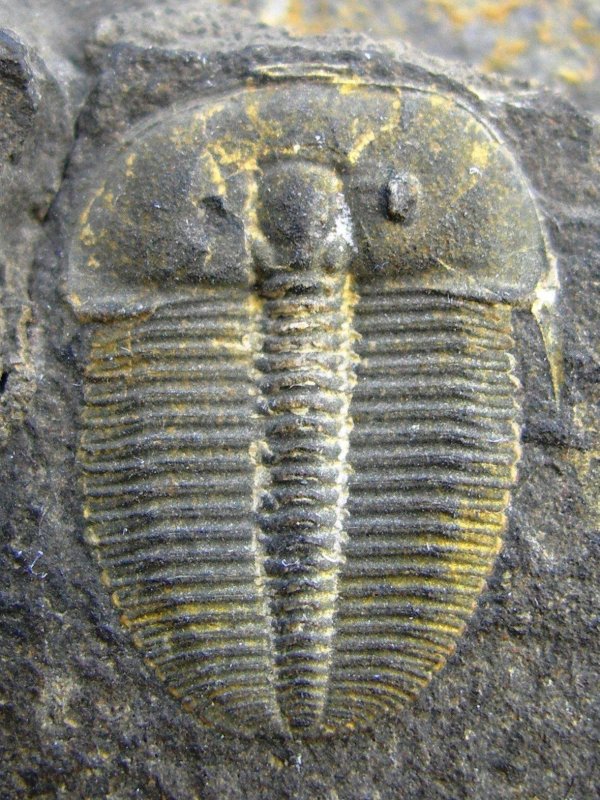 Trilobit "Otarion (Aulacopleura) koninckii"