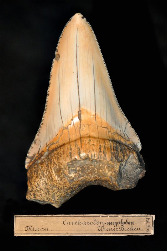 Zahn eines Megazahnhaies 