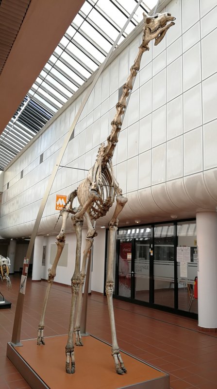 Skelett einer Kap-Giraffe