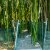 Bambus.jpg
