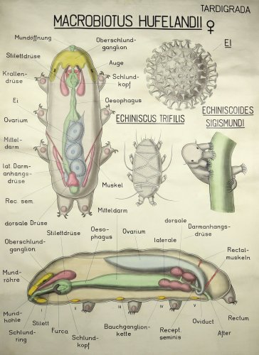 Wandtafel <em>Tardigrada Macrobiotus hufelandii</em>, 1955