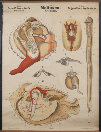 Wandtafel "Trigoniidae, Siphoniata"