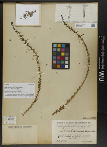Lycium sokotranum