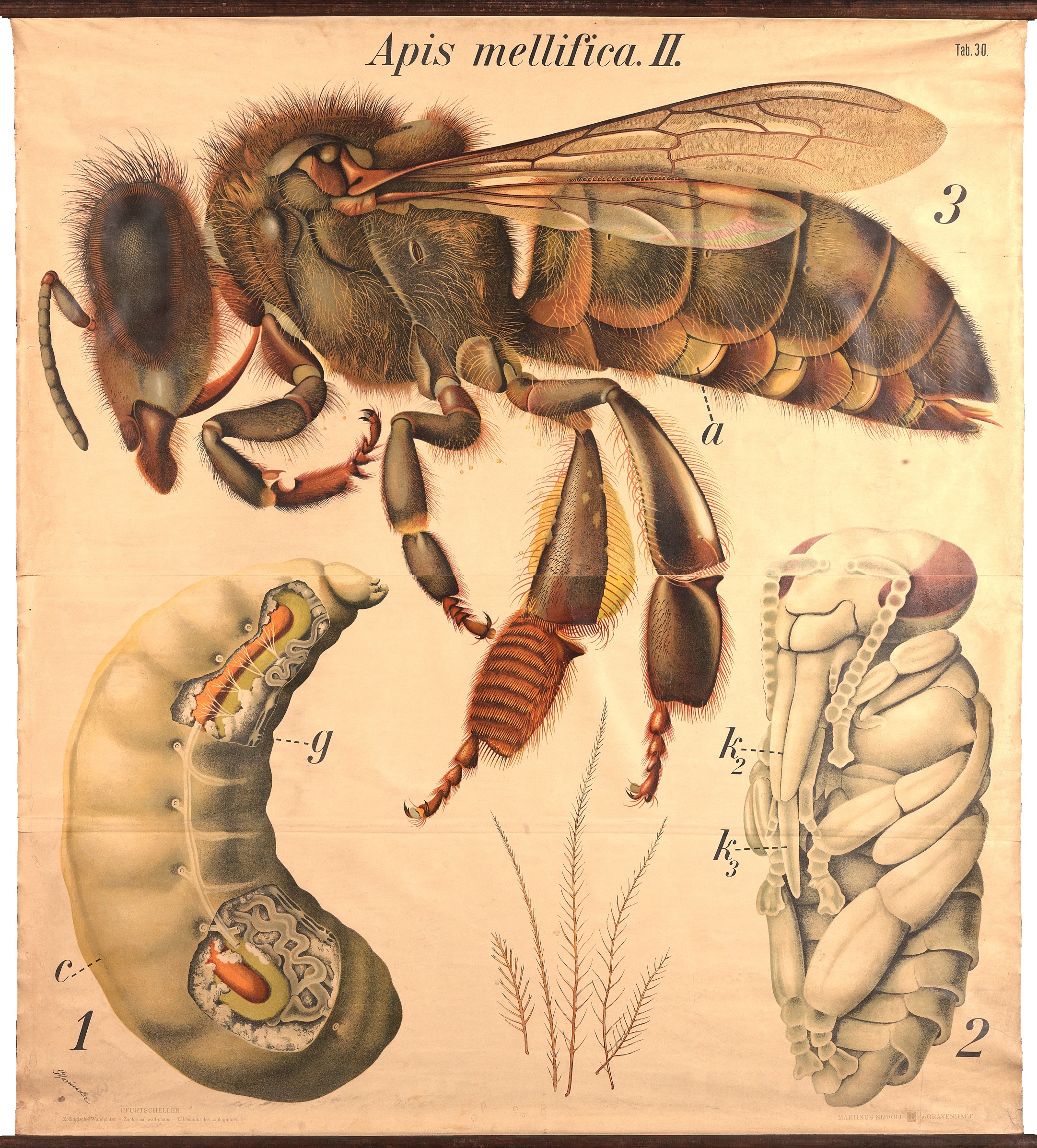 Превращение пчелы медоносной. Пчела АПИС Меллифера. Медоносная пчела метаморфоз. Медоносная пчела APIS mellifera. Жизненный цикл развития пчелы.