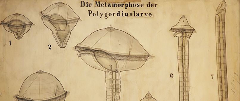Wachsmodell von Polygordius